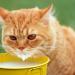 Premium Cat Milk - 200ml x 12 Pieces | Nutritional Treat for Cats | International Shipping Available - Buy Online on GoSupps.com