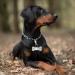 Molain 4 Set Dog Tag Clips with 10 Pieces Dog Tag Rings Durable Dog ID Tag with Rings for Dogs and Cats Collar Harnesses - Buy Online on GoSupps.com