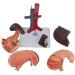 Duodenal Organ Model Liver Model Human Stomach Liver/Spleen/Bile Structure ICAL Model for Teaching - Buy Online on GoSupps.com