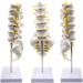 Human Spine Model - 1:1 Life Size Life Size Lumbar Spine Anatomical Model Lumbar Spine Model with Sacrum and Spinal Nerves for Osteopath Office and Student Study - Buy Online on GoSupps.com