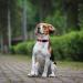 Audwud Adjustable Thick Nylon Dog Collar - Classic Design in Rouge Red for Small Medium & Large Dogs | 4 Sizes Available - Buy Online on GoSupps.com