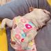 GZXYUAN Cat Professional Recovery Suit Surgical Recovery Shirt Cat Recovery Suit Pet Clothes for Cats and Dogs(M) - Buy Online on GoSupps.com
