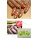 Nail Art Accessories 12-Color Three-Dimensional Nail Dry Flowers 60 Starry Plus 60 Five Flower - Buy Online on GoSupps.com