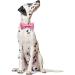 Shop Lionet Paw's Comfortable Silk Pink Dog Collar with Removable Fly - Perfect for Puppies & Cats - XS (20-30cm) - 1 Pack - Buy Online on GoSupps.com