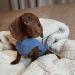 Gooby Fleece Vest Dog Sweater - Blue Medium (16) - Warm Pullover Jacket with Leash Attachment for Small Dogs - Winter Coat for Indoor & Outdoor Use - Buy Online on GoSupps.com