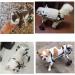 Dog Wheelchair for Back Legs Adjustable Dog Wheelchair for Paralyzed Back Legs Hind Leg Rehabilitation for Disabled Pet Assistive Device for Large Dogs Small Doggy Kitty Cat Rabbit Bunny(XXS-02) - Buy Online on GoSupps.com