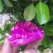 Natural Crystal Rough 1pcs Beautiful red Flame Aura Quartz Crystal Cluster Specimen - Buy Online on GoSupps.com