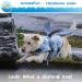 AmazeFun Dog Life Jacket - Ripstop Safety Vest for Water Safety at Pool, Beach, Boating - Grey Dragon, Medium - Buy Online on GoSupps.com