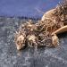 The Root of Chinese Clematis Clematis Chinensis root of Clematis radix Clematidis clematis Root weilingxian Clematis Chinensis Osbeck Radix Et Rhizoma Clematidis (250grams) - Buy Online on GoSupps.com