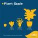 Costa Farms Money Tree Pachira in Premium Ceramic Planter - 16 Tall - Gift Medium Money Tree Planter - Buy Online on GoSupps.com