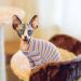 Warm Cotton Sweater for Sphynx & Small Dogs | Purple Stripe XS Cat Clothes | Soft Jumper Costume - Buy Online on GoSupps.com
