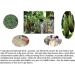 YingRen Bath Body Brush Set for Exfoliating Dry Skin - Lymphatic Drainage Massage + Natural Loofah Brush - White - Buy Online on GoSupps.com