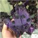 Natural Crystal Rough Natural Amethyst Angel Aura Quartz Crystal Cluster Gift - Buy Online on GoSupps.com