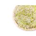 Organic Salad Mix Sprouting Seeds 1lb - Non-GMO Broccoli, Radish, Clover, Alfalfa - High Germination Rate, Kosher, Vegan Superfood - Rich in Sulforaphane | Non-Irradiated, Bulk Pack of 1lb - Buy Online on GoSupps.com