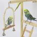 Holzsammlung Bird Playground Wooden Parrot Stand Bird Play Stand Parrot Perch Stand with Ladder Bird Play Gym Toy Cage Accessories for Small Middle Parakeets Cockatiels Finches Budgie Lovebirds #17 - Buy Online on GoSupps.com