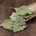 Dried Ginkgo Biloba Leaves Ginkgo Biloba Dried Loose Leaves - Gingko Maidenhair Tree Yinxingye (250 Grams) 1 Count (Pack of 1) - Buy Online on GoSupps.com