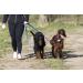 Police style dog training lead 6ft Multiple colours (Blue) - Buy Online on GoSupps.com