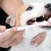 BELLIFFY 4pcs Pet Toothbrush Cat Care Toothbrush Manual Dog Toothbrush Toothpaste Plastic - Buy Online on GoSupps.com