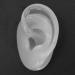 Silicone Ear Model for Hearing Aids | Realistic Artificial Ear Display for Window & Ear Impression Practice - Buy Online on GoSupps.com