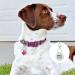 JATEBI 2 Pack Engraved Pet Tags for Dogs and Cats - Sparkly Round Paw Print ID Tags with Custom Engraving - Easy to Read and Durable - Rosy - Buy Online on GoSupps.com