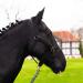 Halter for horse warmblood thoroughbred cold blood - stable halter pasture 2 compartment adjustable to chin straps and neck pieces safe & tearproof (black thoroughbred (COB)) black thoroughbred (cob)
