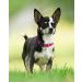 Joytale Reflective Dog Collar for Puppies - Hot Pink XS 1 Pack | Durable & Stylish - Buy Online on GoSupps.com