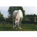 Devil's Claw Liquid for Horses Ponies & Dogs | 1L Natural Supplement Scheidler Horse-Direkt - Buy Online on GoSupps.com