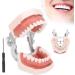 Typodontic Denture Model with Removable Teeth - Dental Anatomy Tool for Oral Practice & Preparation | 28 Tooth Simulation - Buy Online on GoSupps.com