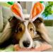 Midlee Carrot Bunny Ears Easter Dog Headband Costume (Small) - Buy Online on GoSupps.com