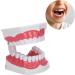 Verdant Touch Dentist Tooth Model | Dental Teaching Tools & 2X Magnification for Effective Dentist Training - Buy Online on GoSupps.com
