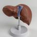 Realistic Anatomical Liver Model for Liver Study Lecture Shows Details of Lobes Ligaments Gallbladder Base Support Liver Model - Buy Online on GoSupps.com