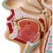 Human Nasal Anatomy Model Pathology Nose Otolaryngology Model Human Nasal Cavity Model Medicine Teaching - Buy Online on GoSupps.com