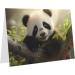 YYHWHJDE White Cute Little Panda Printing High-Grade Pearl Paper Greeting Card : 4x6 In For Birthday Card Party Invitation Card White One Size - Buy Online on GoSupps.com