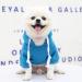 Waterproof Dog Coat - Warm Winter Jacket & Fleece Hoodie for Small to Medium Dogs | Autumn Pet Clothing - XL 1114debka Blue - Buy Online on GoSupps.com