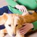 Double-Sided Pet Eye Comb & Tear Stain Remover for Dogs & Cats - Buy Online on GoSupps.com