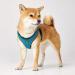 HUNTER HILO COMFORT Harness for Small Dogs - Mesh Reflective Turquoise Size S | International Shipping Available - Buy Online on GoSupps.com