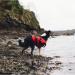 Red Original Dog Life Jacket S - Adjustable PFD for Safe and Stylish Water Adventures - Buy Online on GoSupps.com