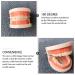 Buy Toyandona Educational Tooth Models for Kids | 3D Puzzles & Toy Sets for Brushing Teeth | Enhance Learning with Kidcraft Games - Buy Online on GoSupps.com