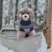 Shop XS Blue Christmas Dog Sweater | Cozy Knitted Sweaters for Small Dogs | Perfect Holiday Gift - Buy Online on GoSupps.com