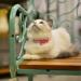 Ivia Pet Cat Bell Set for Dog Collars - 4 Pieces Stainless Steel Clips & Training Accessories - Buy Online on GoSupps.com