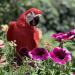 Garden Outdoor Decorative Resin Craft Simulation Parrot Decoration Ornaments Outdoor Garden Parrot Pendant Bird Animal Sculpture Decor Ornament - Buy Online on GoSupps.com