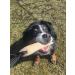 DINGO GEAR Bite Tug with 1 Handle Reinforced for Dog Training and Fun 16 x 4 cm Jute 1 holder 16x4 cm - Buy Online on GoSupps.com