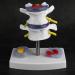 Anatomical Lumbar Intervertebral Disc Model - Spine Demonstration for Training & Education | International Shipping Available - Buy Online on GoSupps.com