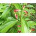 Ceylon Cinnamon Sticks 500g - Pure Cinnamomum Verum for Sweet and Savoury Dishes - Buy Online on GoSupps.com