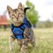 Breakproof Cat Dishes & Adjustable Vest Set for Small Kittens | Reflective Blue XS Leash for Safe Outdoor Adventures - Buy Online on GoSupps.com