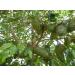 FEUILLES DE COROSSOL S CH ES 100% Naturel Non trait es R colte sauvage Sans pesticides. Soursop Graviola. Marque fran aise L'EssenCiel. 100g - Buy Online on GoSupps.com