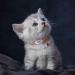 Tagme Cat Collar 2 Pack - Personalized Name & Phone Number Safety Clasp & Bell Adjustable 15-20cm for Kittens - Red - Buy Online on GoSupps.com