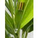 10ml Tall Square Roller Bottle with Gold Cap - Ideal for Essential Oils & Travel | Shop Now - Buy Online on GoSupps.com
