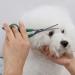 2-Pack Dog Scissors Grooming Stainless Sesel Dog Scissors Safety Round Head Thinning Scissors Dog Grooming 2 Sizes 7.28" and 6.5" Perfect for Dogs Cats and Small Animals - Buy Online on GoSupps.com