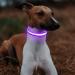 Luminous USB-C LED Dog Collar - Waterproof Adjustable Light with 7 Colors for Small & Medium Dogs (48-60cm) | Lila - Buy Online on GoSupps.com